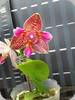 Phal. Joy Fairy Tale Peloric